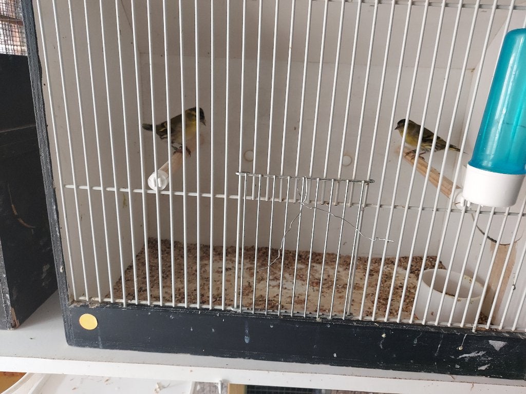 Europese sijs, Dieren en Toebehoren