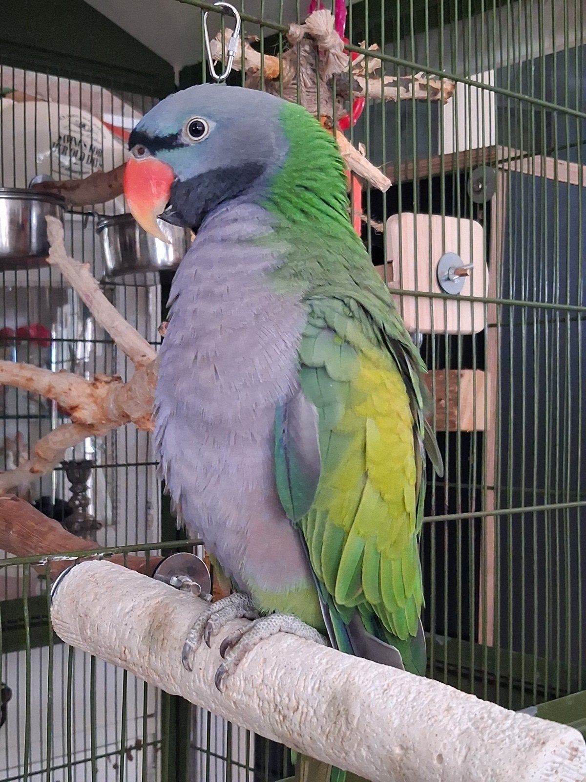 ‼️‼️GEZOCHT‼️‼️, Dieren en Toebehoren