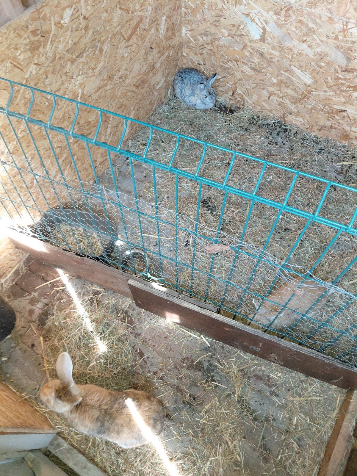 gratis konijnen, Dieren en Toebehoren, Ophalen
