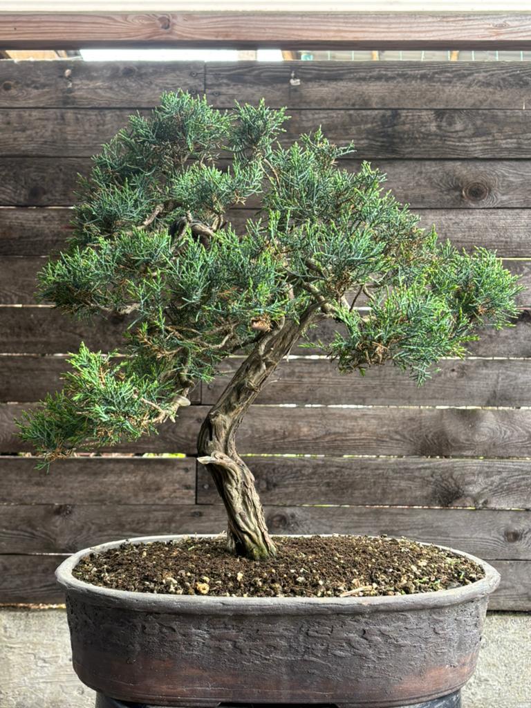 Bonsai juniperus, Jardin & Terrasse, Enlèvement