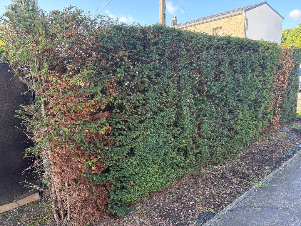taxus haag/bomen 100 stuks, Ophalen