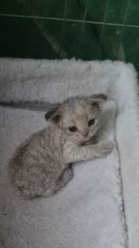 Devon-Rex, Poes, Met stamboom