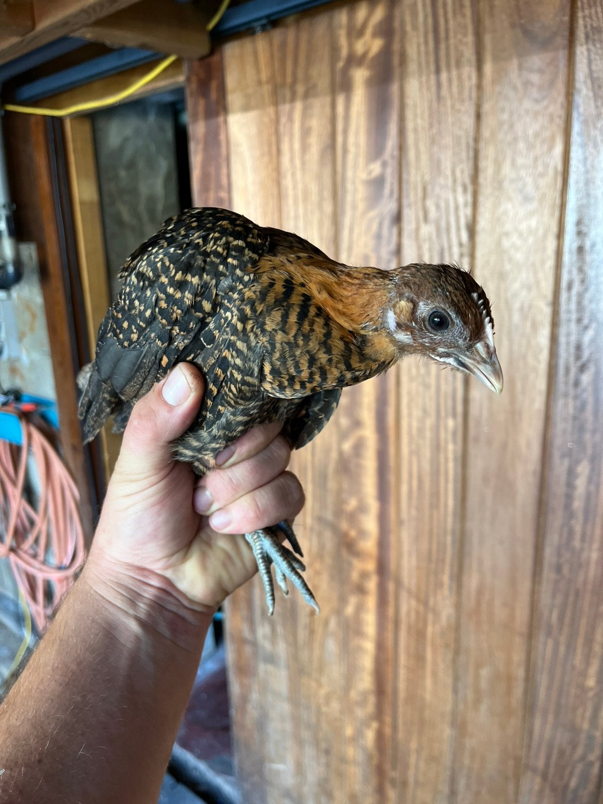 2 jonge goudbrakel hennetjes, Dieren en Toebehoren, Pluimvee