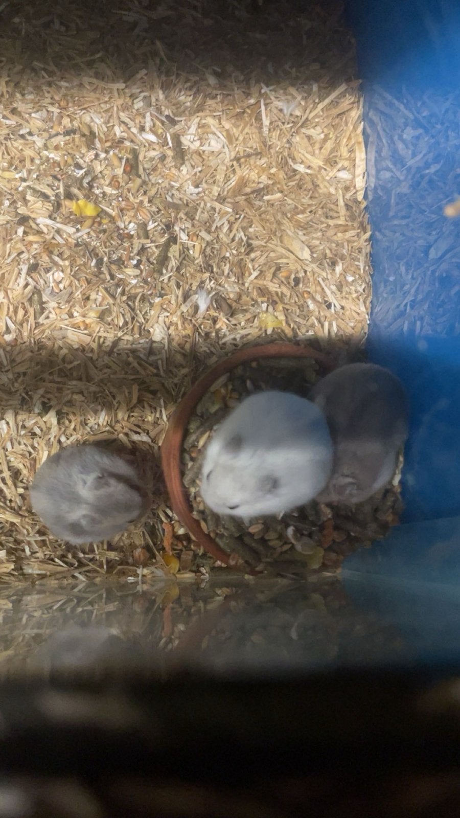 Campbelli dwerghamsters, Animaux & Accessoires, Août, Plusieurs animaux, Hamster