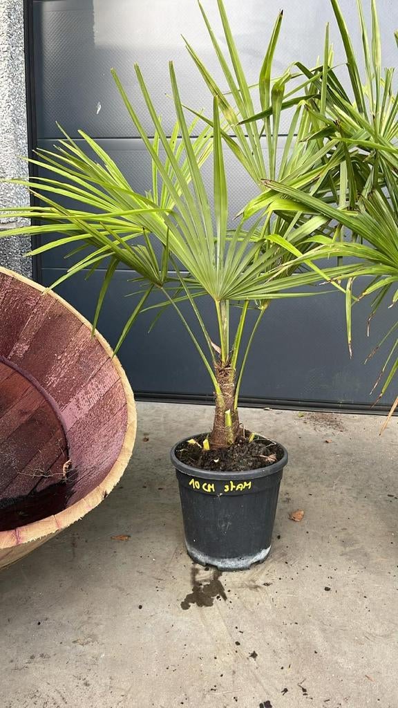 ‼️palmbomen trachycarpus fortunei aan promoprijzen ‼️, Ophalen
