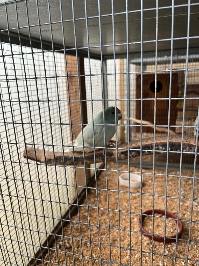 kakariki uit mottle koppel, Dieren en Toebehoren, Mannelijk, Parkiet, Tam