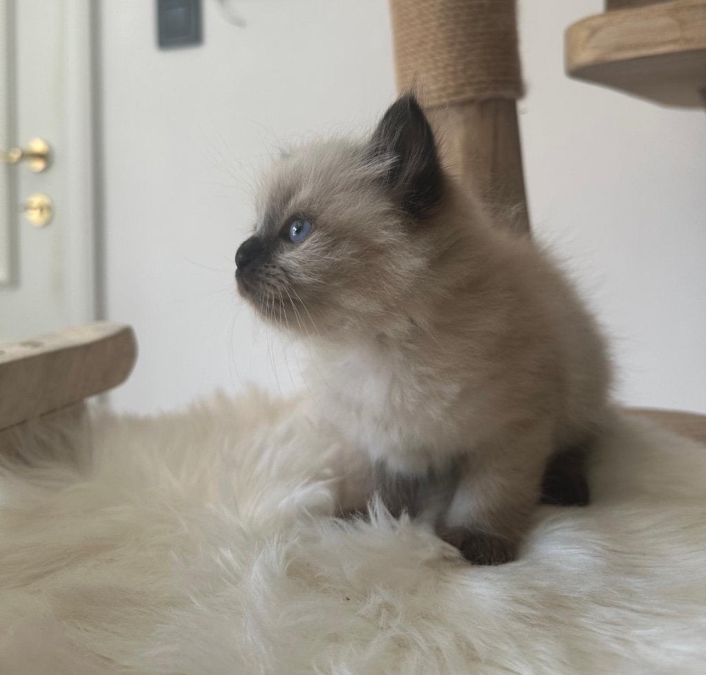 Chaton sibérien (mascarade de neva hypoallergénique), Chat, Avec pedigree, 0 à 2 ans