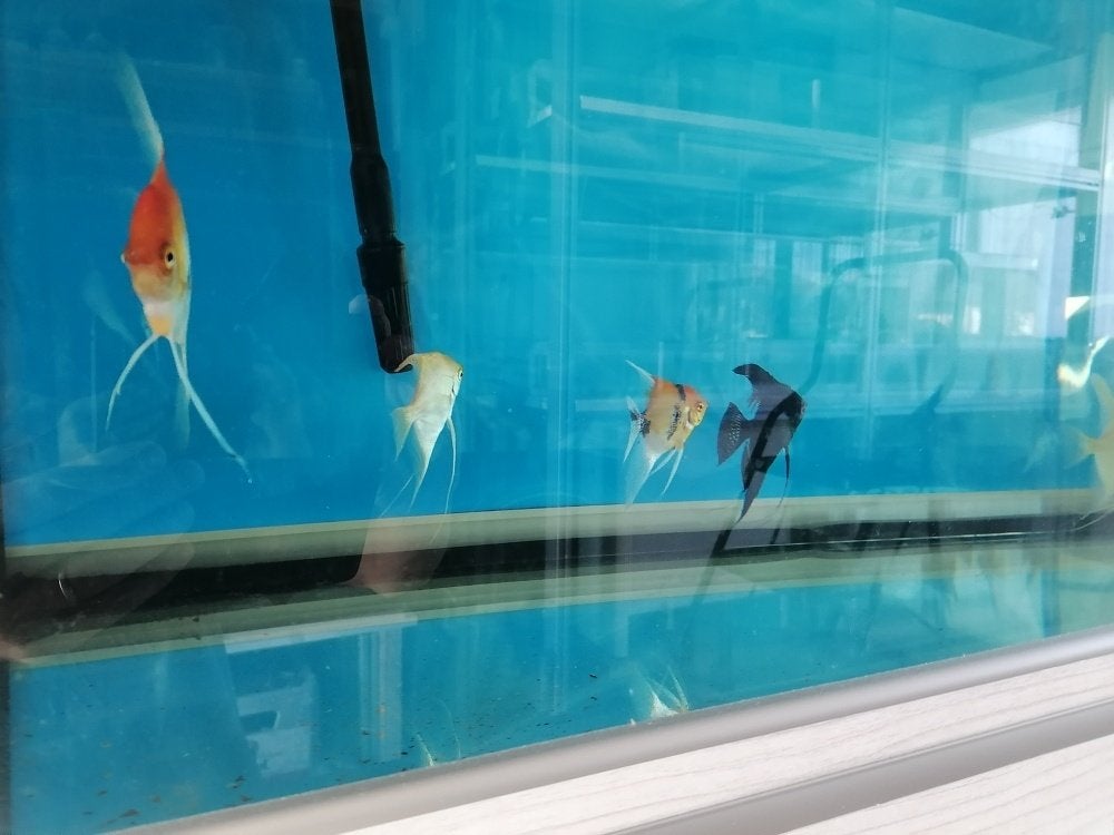 Volgroeide maanvissen scalares, Vis, Zoetwatervis, Schoolvis