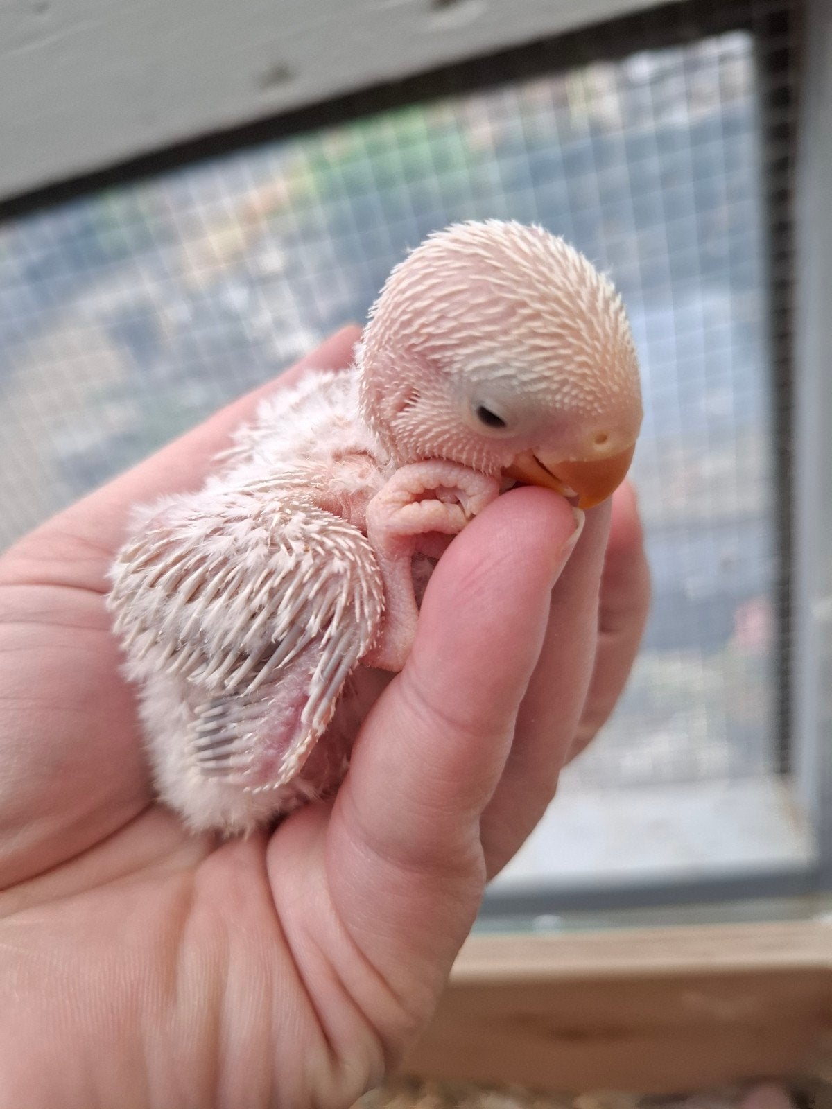 agapornis roseicollie babys handtam witte