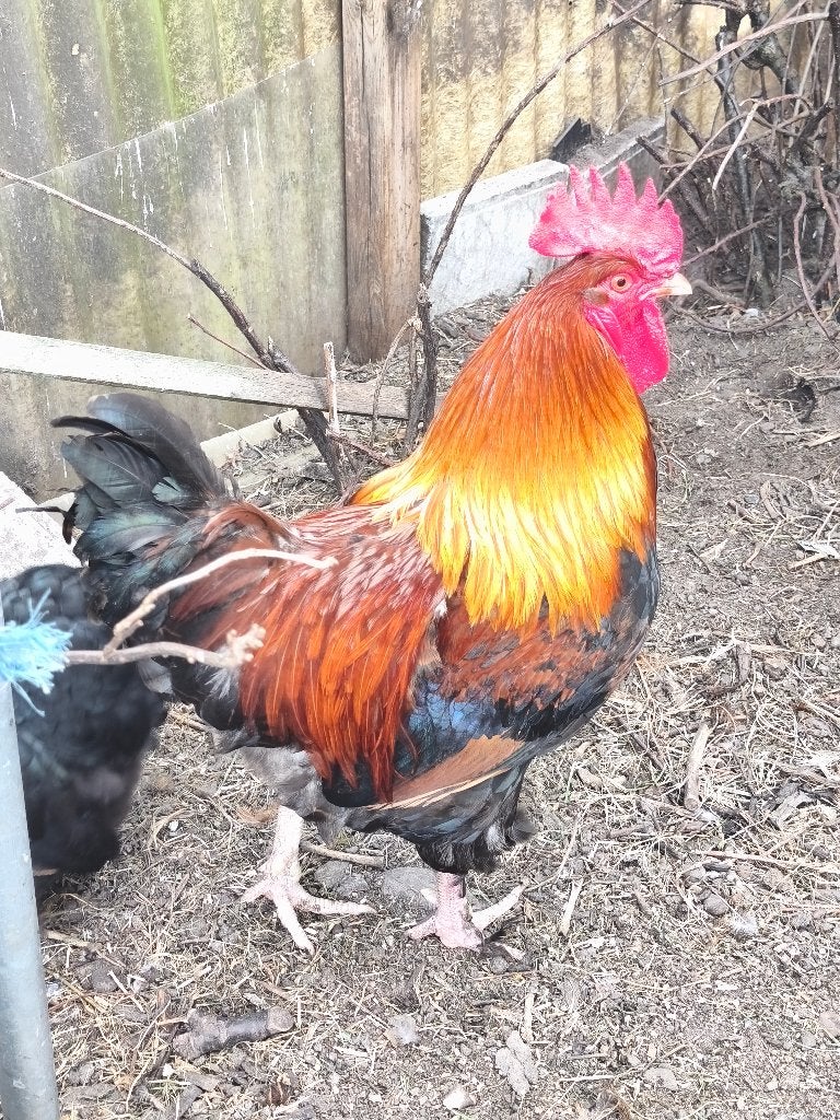 Marans koperzwart, Dieren en Toebehoren, Mannelijk, Kip