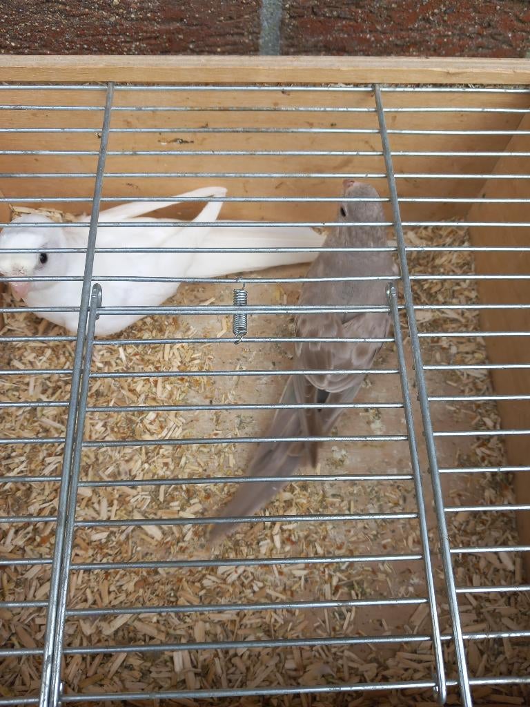 Koppel roodruggen parkieten, Dieren en Toebehoren, Vogels | Parkieten en Papegaaien, Meerdere dieren, Parkiet, Geringd