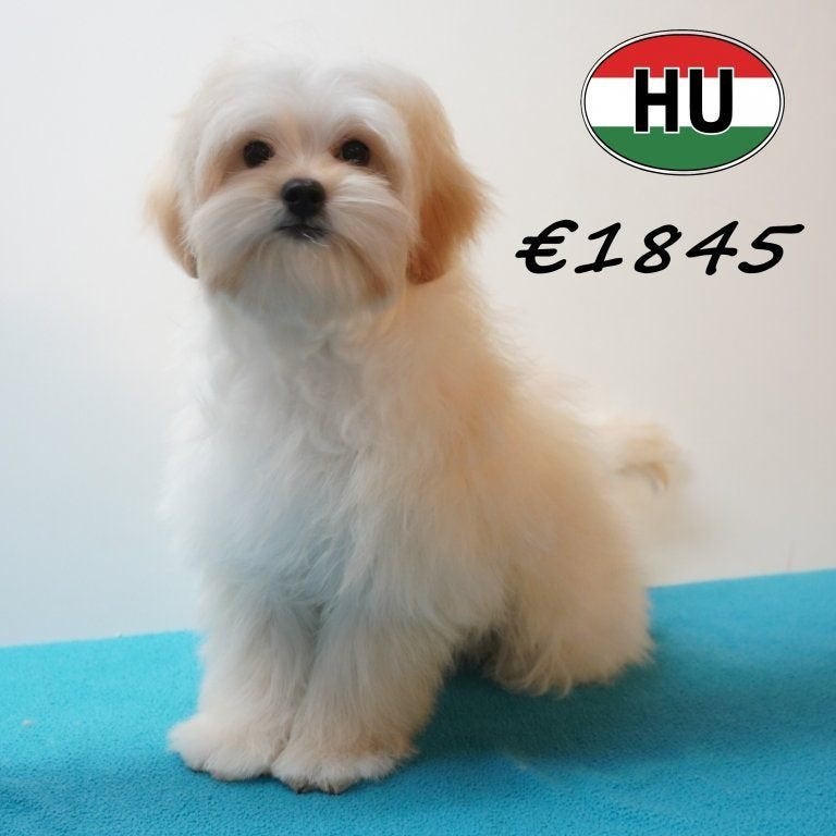 Chiots Maltipoo — Le charme du Bichon Maltais et du Caniche, Animaux & Accessoires, Chiens | Chihuahuas & Chiens de compagnie