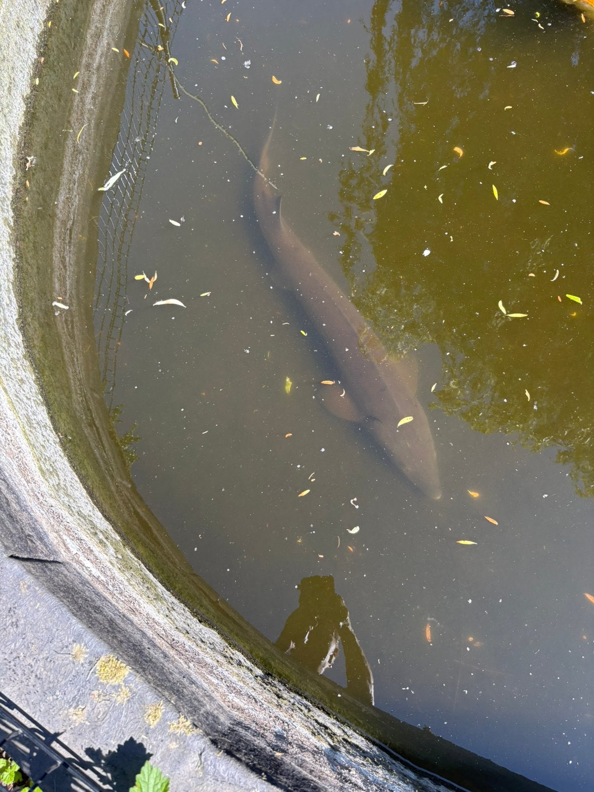Steur, Dieren en Toebehoren, Vissen | Vijvervissen, Steur