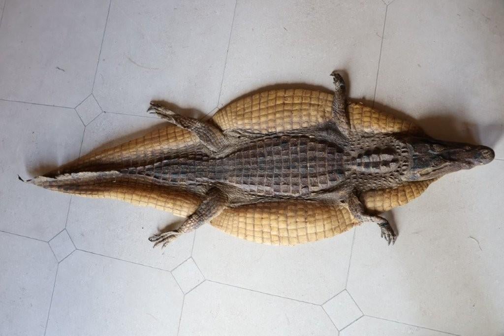 Opgezette krokodil, antiek, wanddecoratie, taxidermie, Ophalen