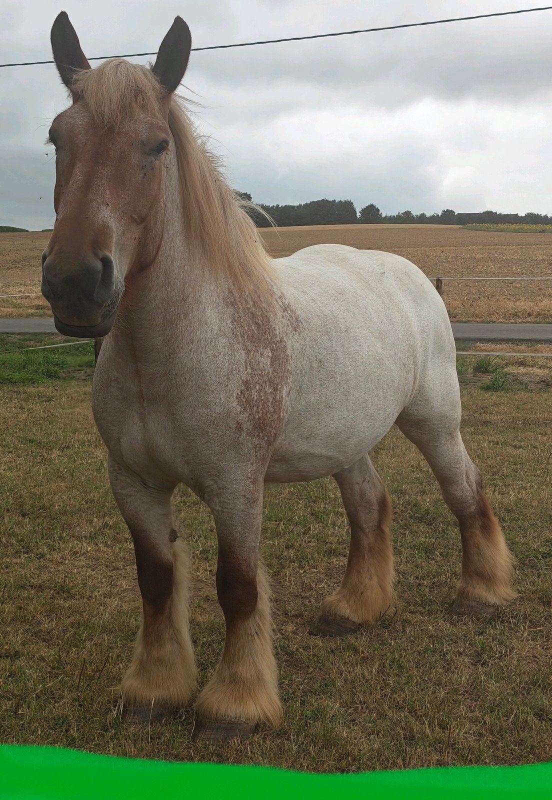 drachtig trekpaard vosschimmel, Merrie