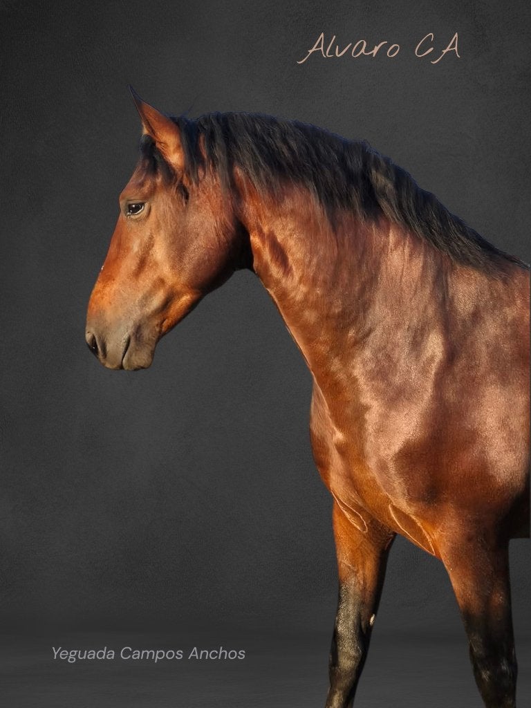 PRE ter dekking, Dieren en Toebehoren, Paarden en Pony's | Dekhengsten en Fokmerries, Hengst