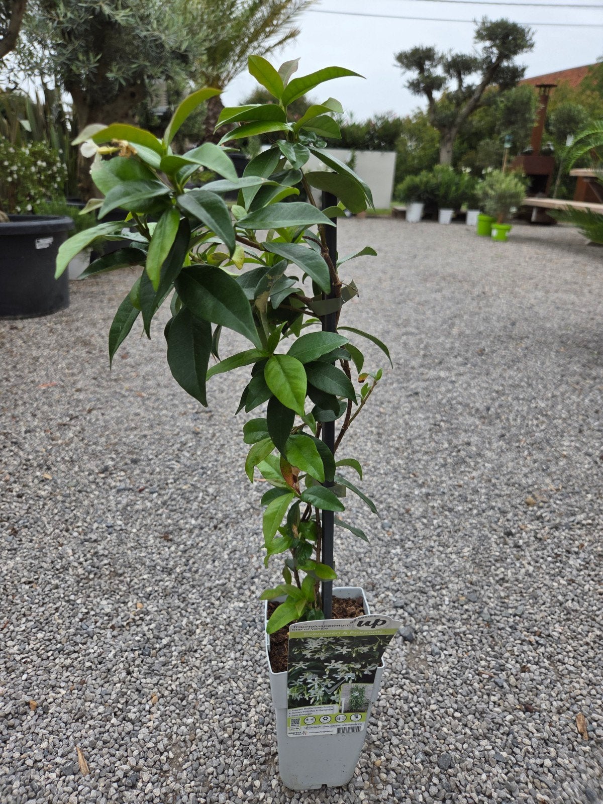 Toscaanse Jasmijn - sterjasmijn, Tuin en Terras, Ophalen