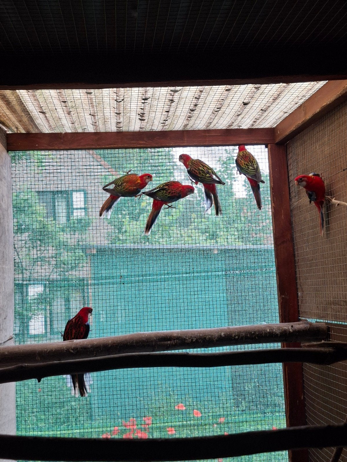 Rosella s, Dieren en Toebehoren, Vogels | Parkieten en Papegaaien