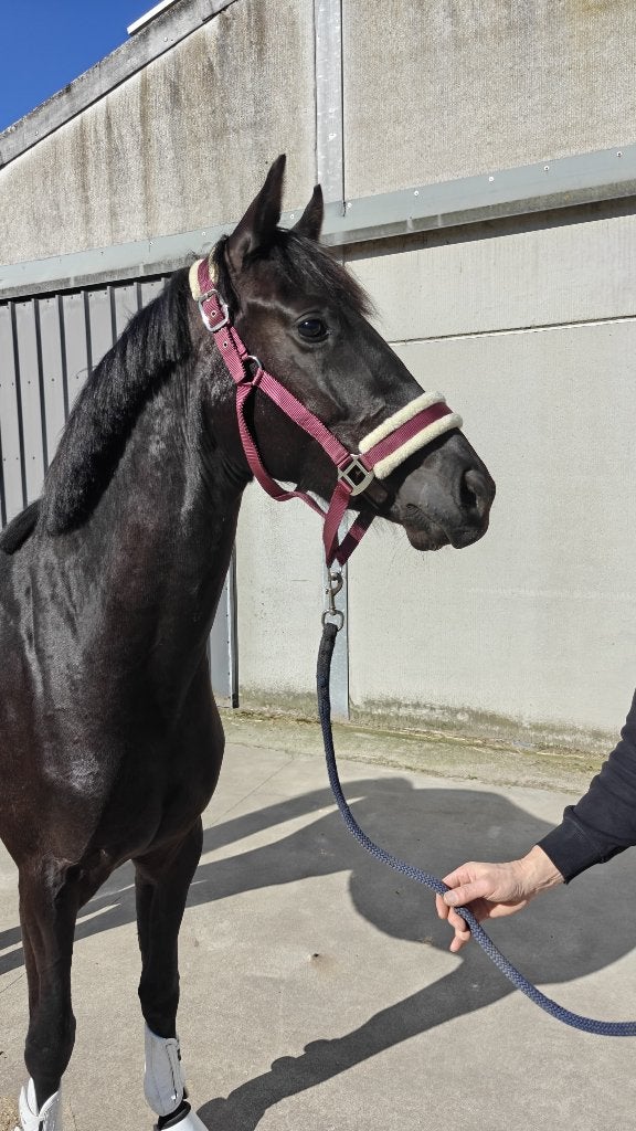 Zwarte merrie 2023, Cheval de dressage, 160 à 165 cm, Non dressé, Jument