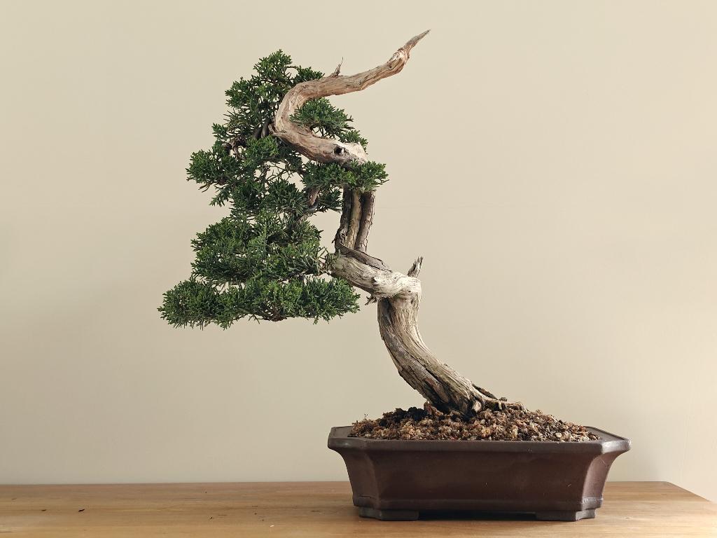Chinese jeneverbes bonsai - shimpaku, Tuin en Terras, Bloeit niet, Overige soorten, Minder dan 100 cm, Ophalen