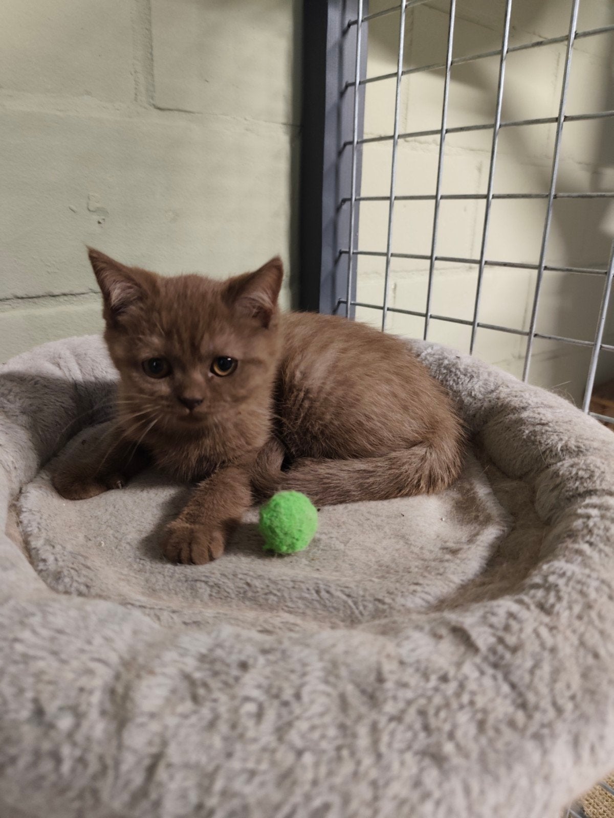 britse korthaar kitten, Chatte ou Chat, Avec puce électronique, 0 à 2 ans