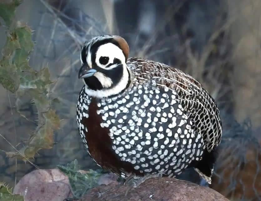 Montezuma haan te koop, Mâle, Oiseau tropical, Domestique