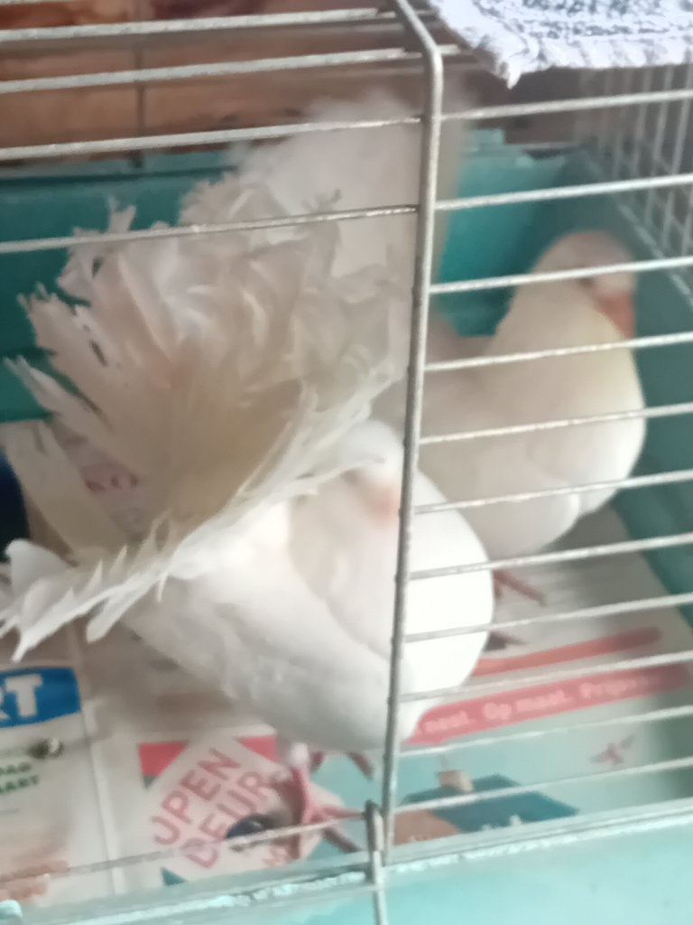Pauwstaarten, Dieren en Toebehoren, Meerdere dieren, Overige soorten