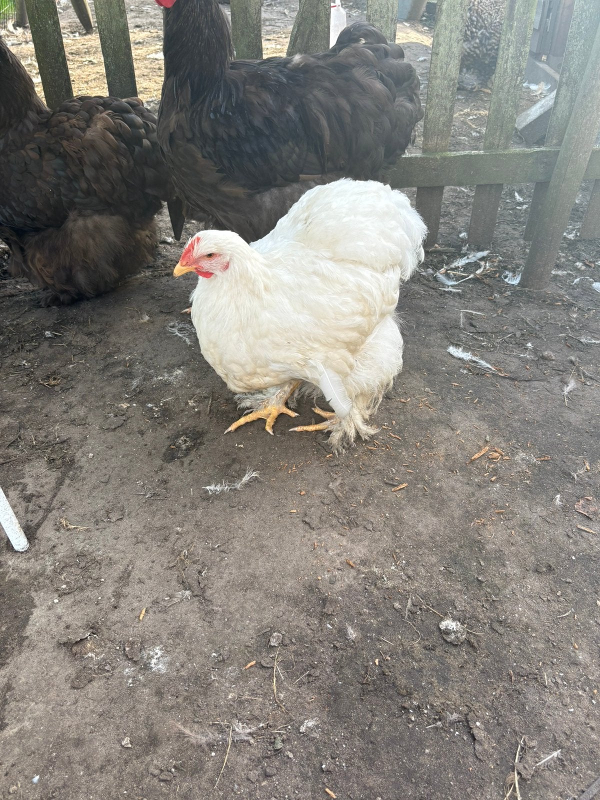 Cochin wit groothoenders, Dieren en Toebehoren, Meerdere dieren, Kip