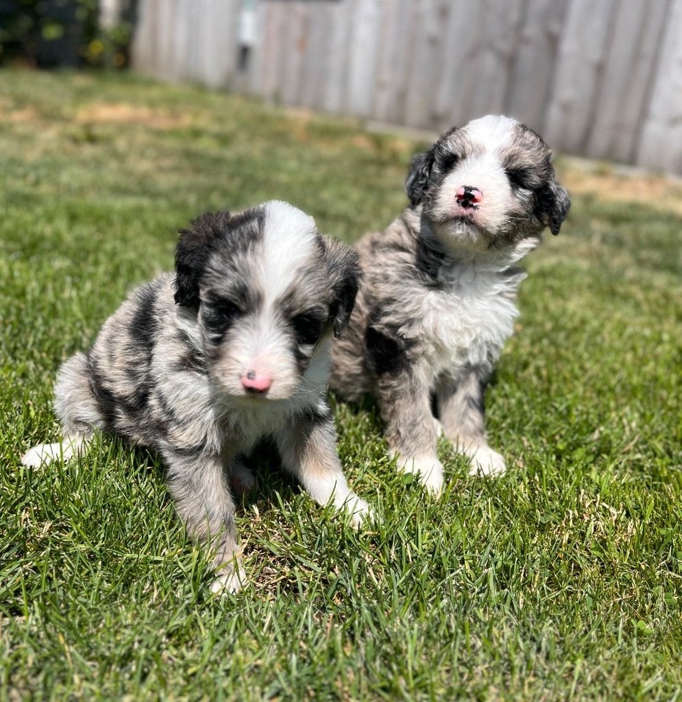 Prachtige aussie doodle pups f1 medium, Dieren en Toebehoren, Parvo, België, Overige rassen, 8 tot 15 weken
