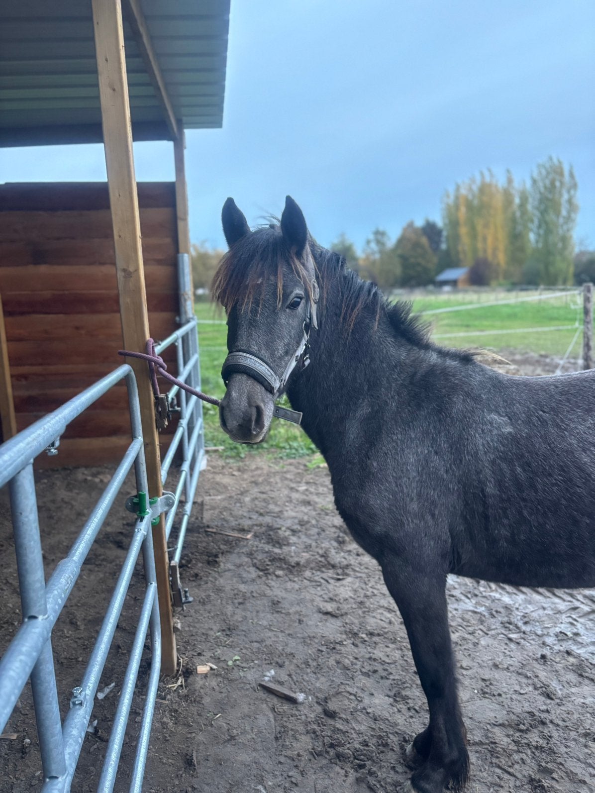 Lieve 2,5 jarige merrie, Dieren en Toebehoren, Merrie