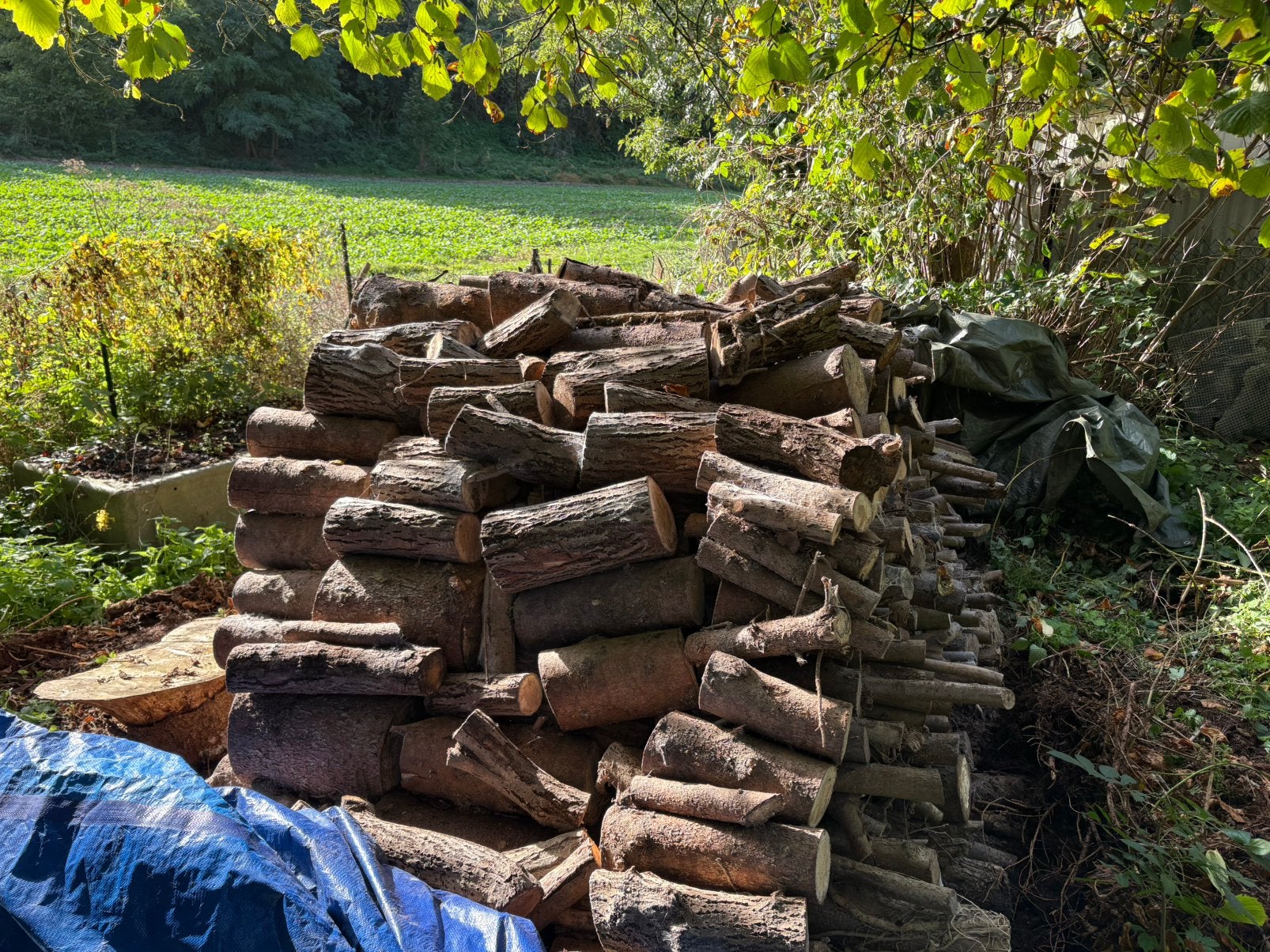 Bois coupés, Jardin & Terrasse, Enlèvement, Autres essences de bois, Bûches