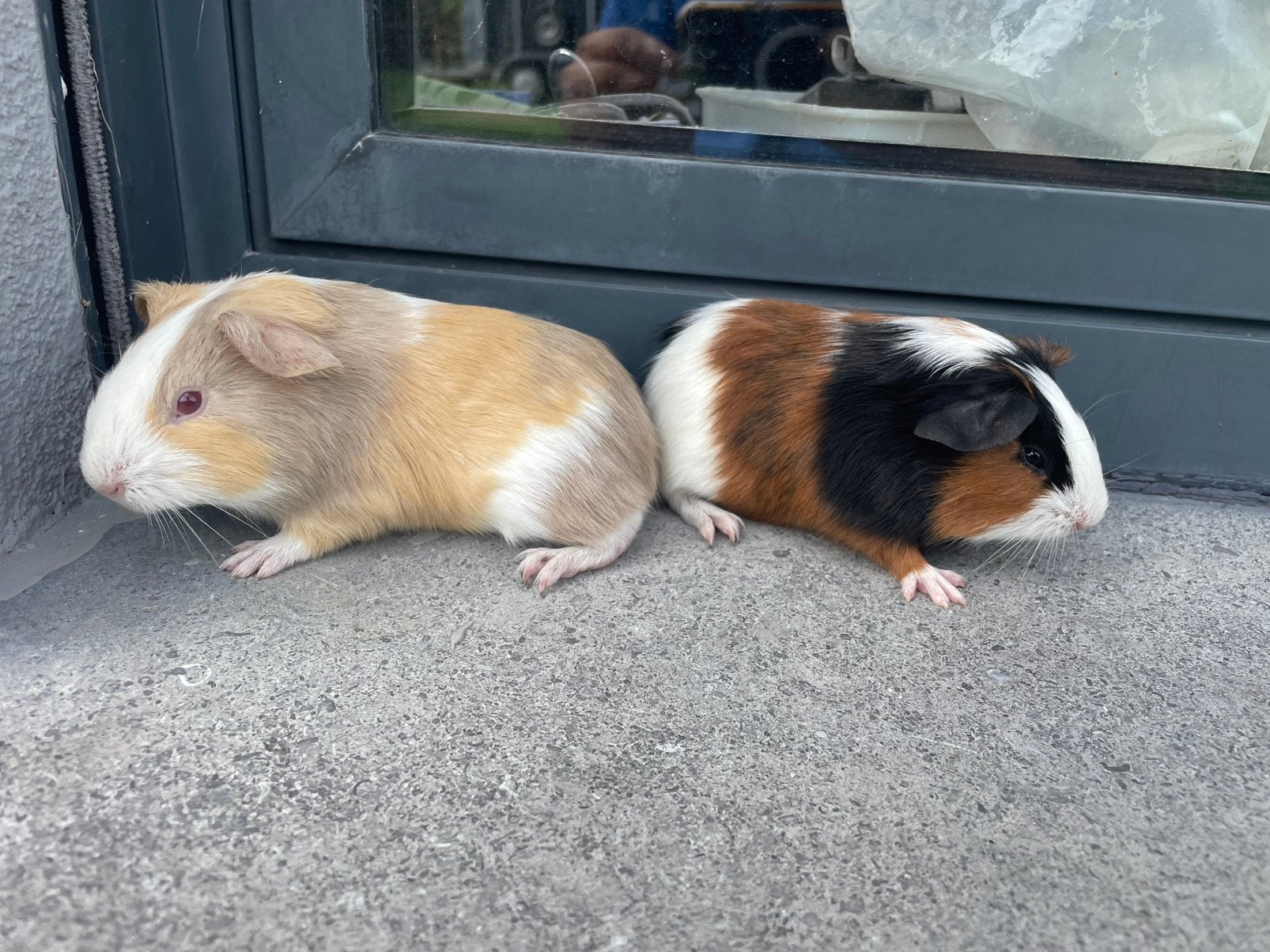 Jonge cavia’s, Dieren en Toebehoren, Knaagdieren, Cavia, April, Mannelijk, Tam