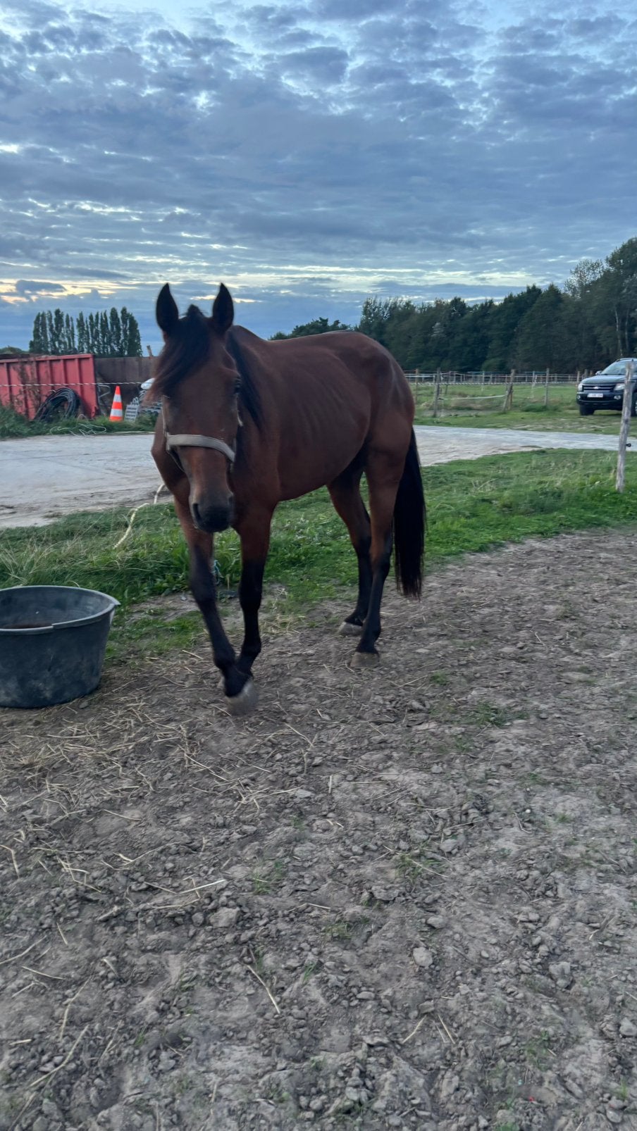 lieve franse draver tekoop, Dieren en Toebehoren, Ruin