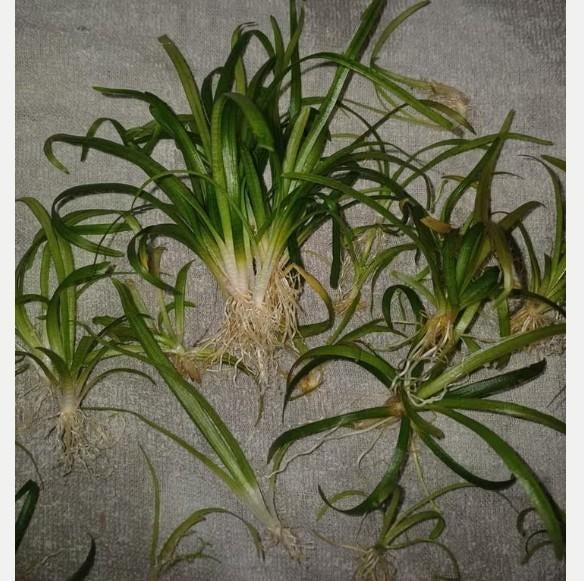 Aquariumplanten, Dieren en Toebehoren, Ophalen, Plant(en), Steen of Hout