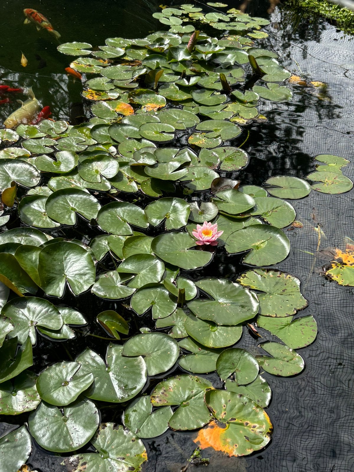 Moederplanten lelie’s, Tuin en Terras, Ophalen, Gebruikt