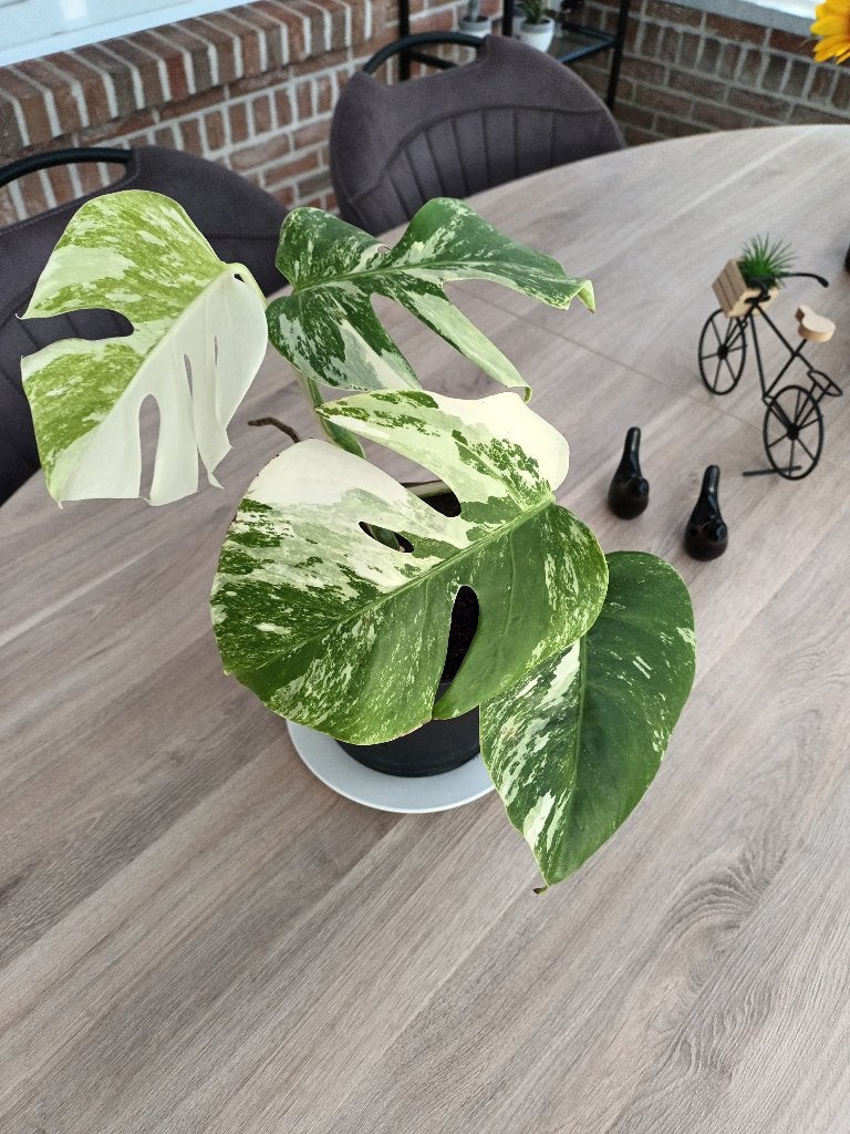 Monstera variegata, Ophalen, Overige soorten, Minder dan 100 cm