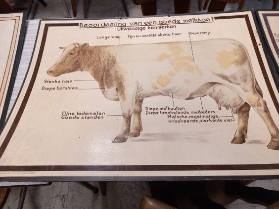 Schoolplaat, Antiek en Kunst, Antiek | Schoolplaten, Ophalen of Verzenden