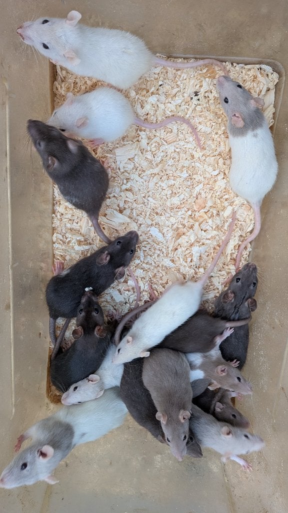 Jeunes rats ordinaires, Animaux & Accessoires, Rongeurs, Rat, Domestique, Plusieurs animaux, Mai