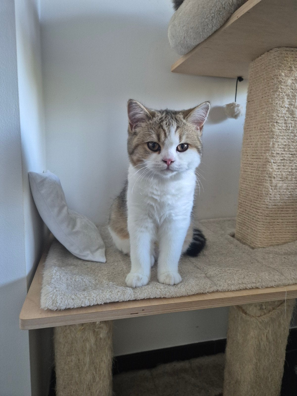 Britse korthaar kitten, Chatte ou Chat, Avec puce électronique, 0 à 2 ans
