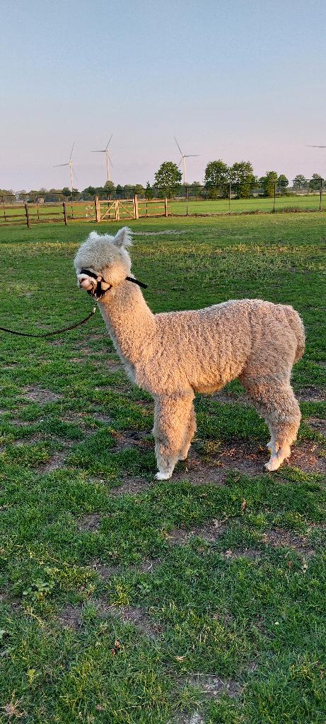 leuke alpaca hengstjes en ruintjes, Dieren en Toebehoren, Juni, Mannelijk