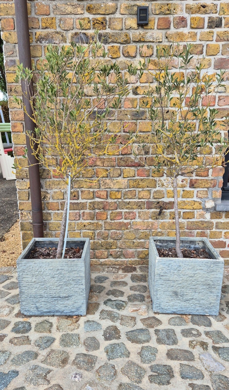 Olijfbomen in luxe Arduinen / Hardsteen-look Plantenbak, Tuin en Terras, Ophalen, Tuin