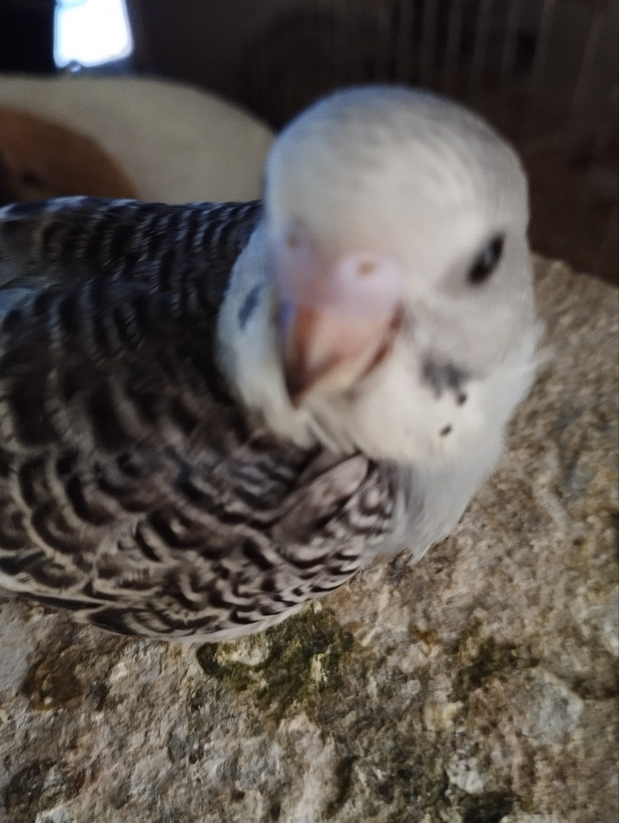 Grasparkietjes, Animaux & Accessoires, Oiseaux | Perruches & Perroquets, Domestique