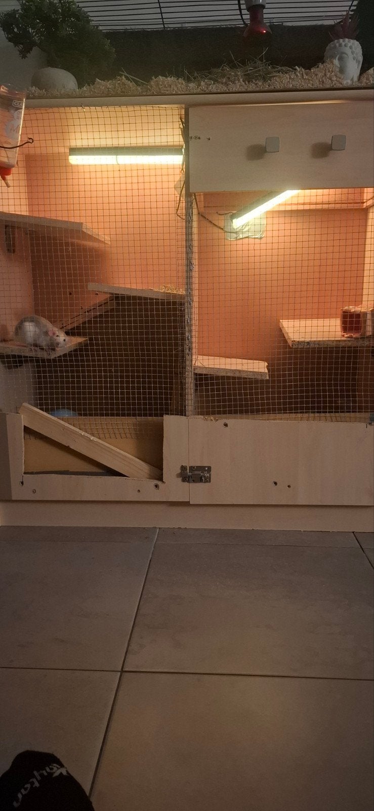rattenkast met 2 ratten, Ophalen