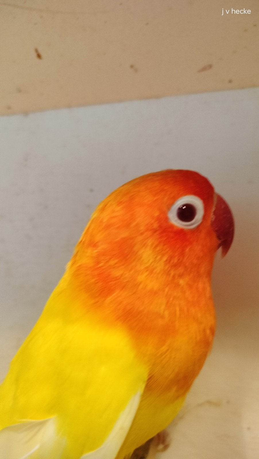 lutino split opaline fischeri
