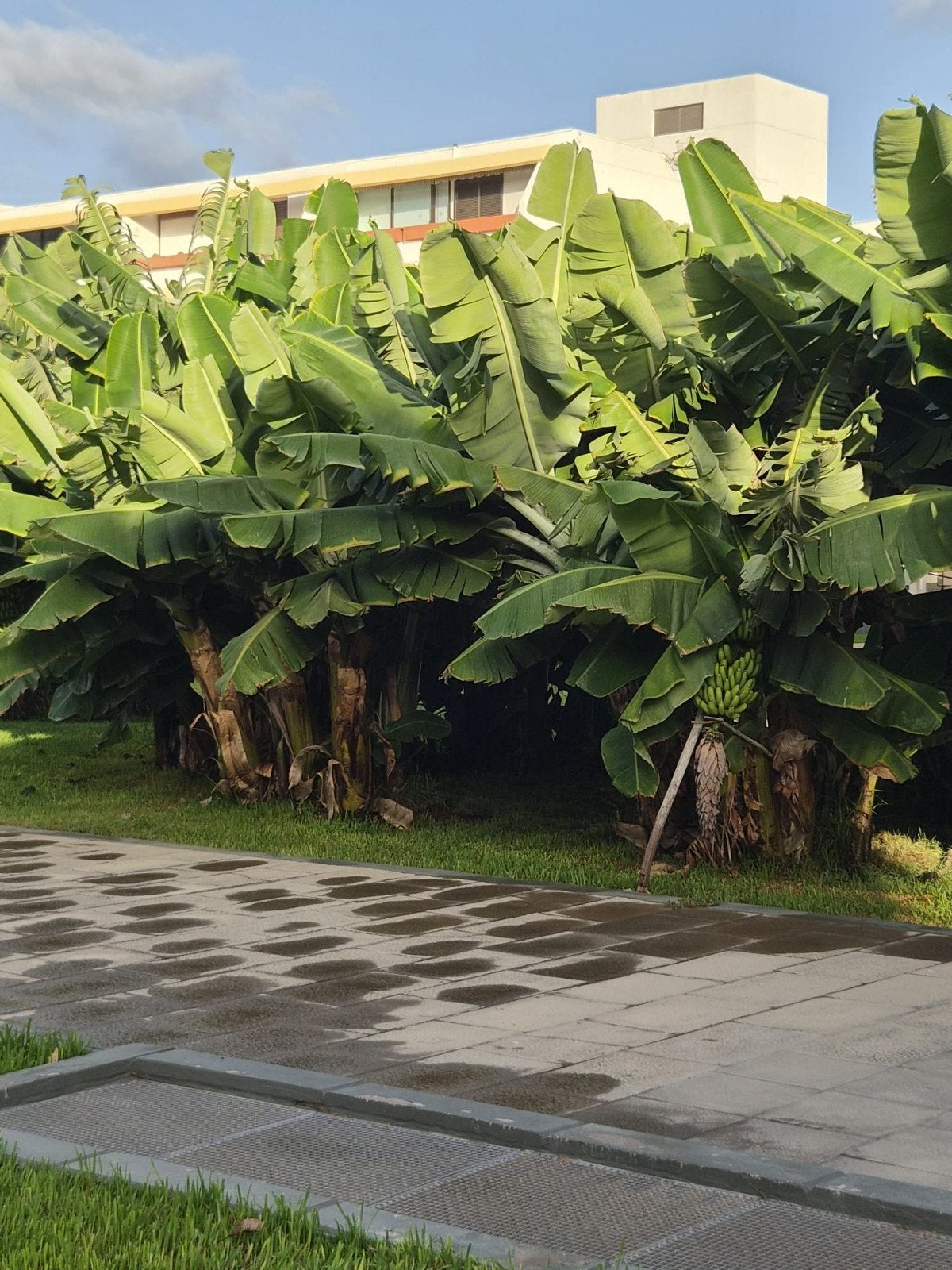 Te huur studio,Costa del Silencio, Zuid-Tenerife, Canarische Eilanden, Overige typen, Overige, Zwembad