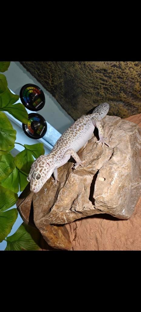 Mack Snow Blizzard luipaardgekko, Dieren en Toebehoren