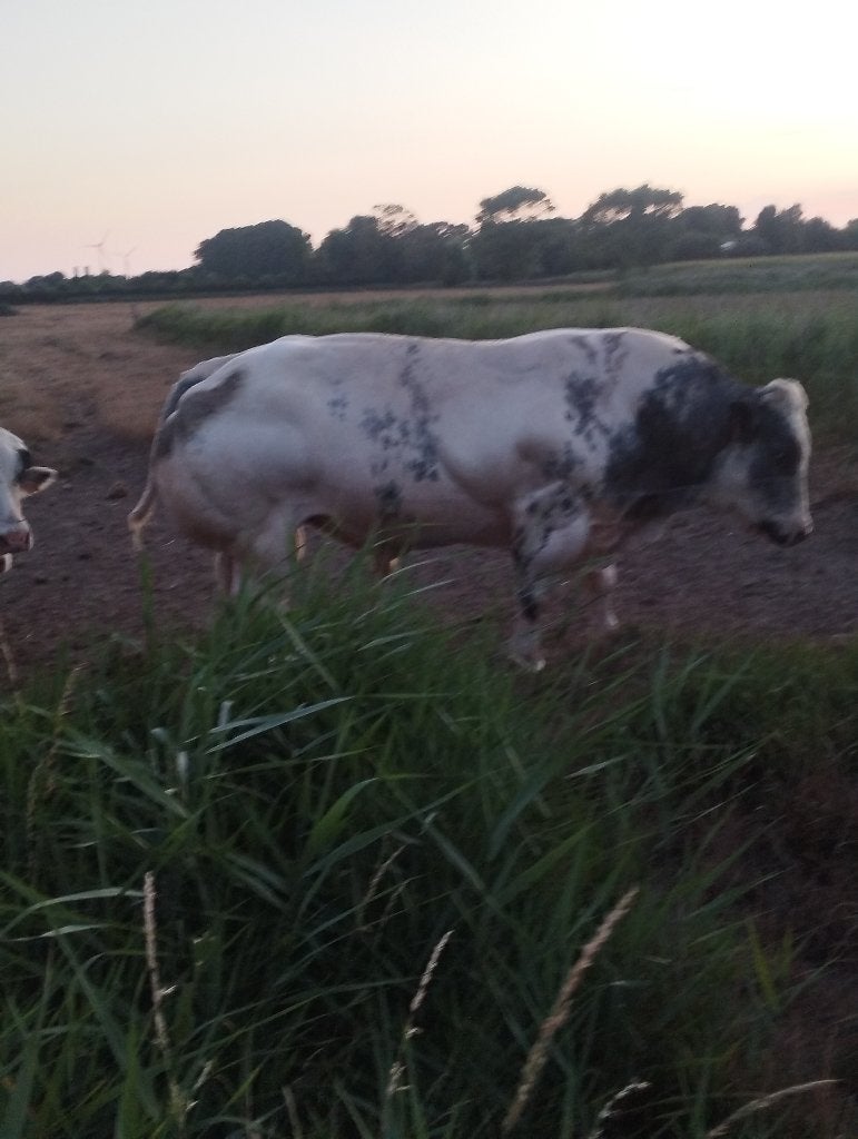 Bwb dekstier, springstier, stier, Mâle, 3 à 6 ans
