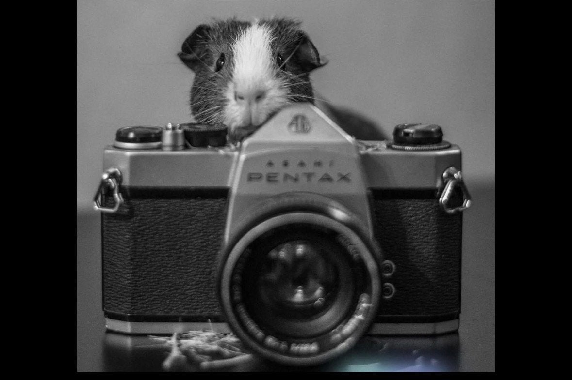 —   𝐢𝐞𝐦𝐚𝐧𝐝 𝐜𝐚𝐯𝐢𝐚𝐚𝐭𝐣𝐞𝐬 𝐭𝐞𝐯𝐞𝐞𝐥 ?, Dieren en Toebehoren, Juli, Meerdere dieren, Cavia