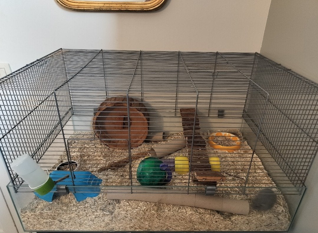 Hamster met complete kooi en toebehoren, Ophalen, Kooi, Hamster