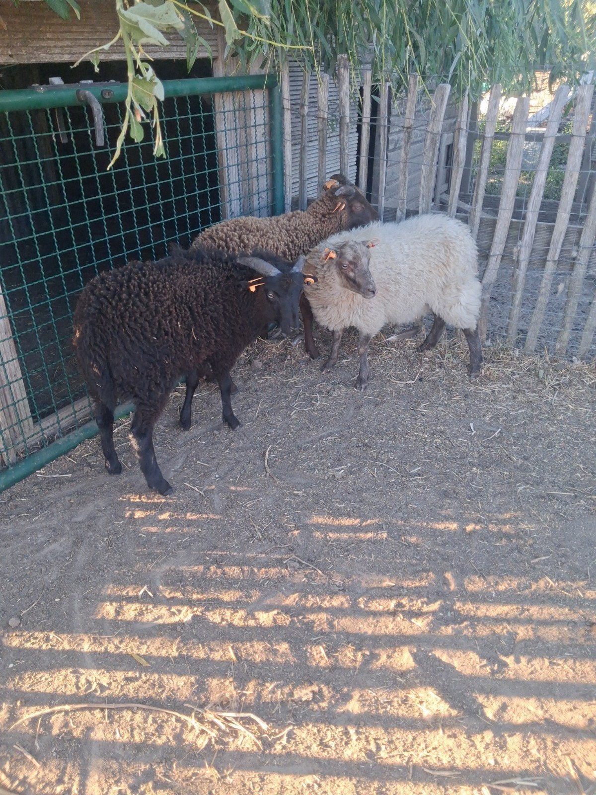 Ouesant schapen